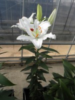 [1872 Valdez Mak No02.JPG]